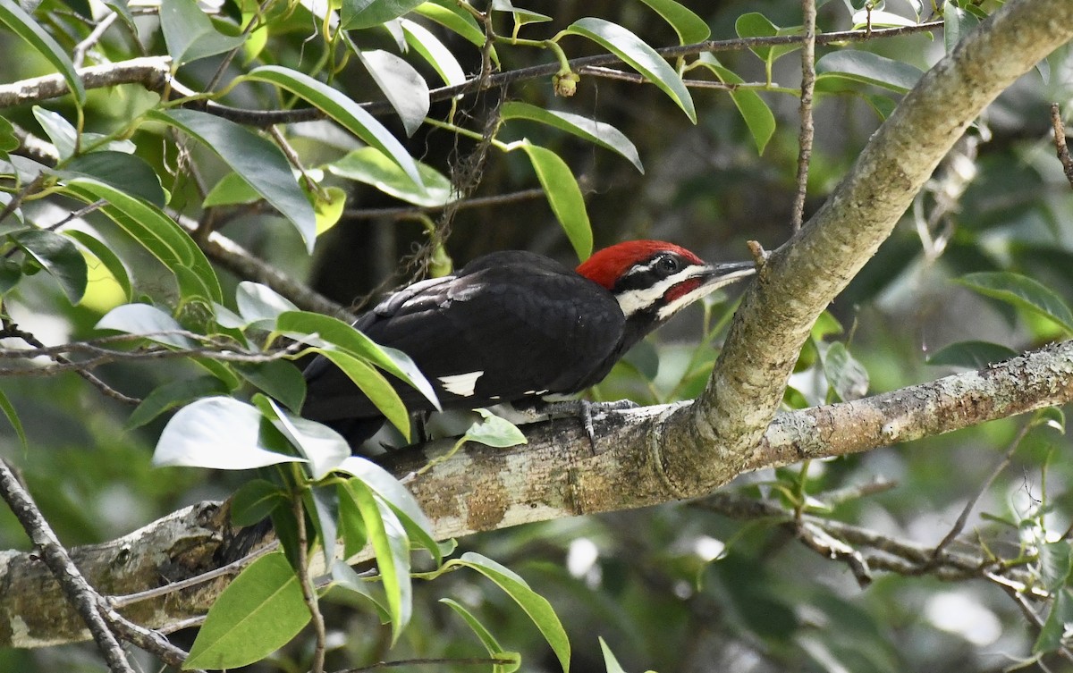 Pileated Woodpecker - ML619893182