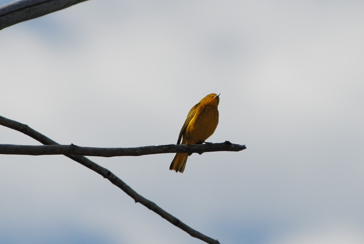 Yellow Warbler - ML619893184