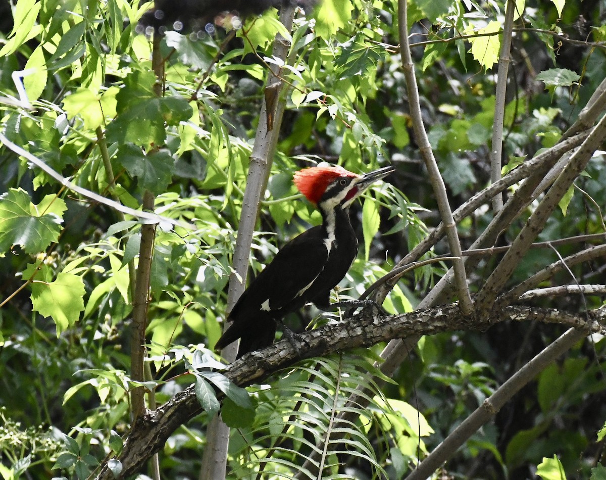 Pileated Woodpecker - ML619893189