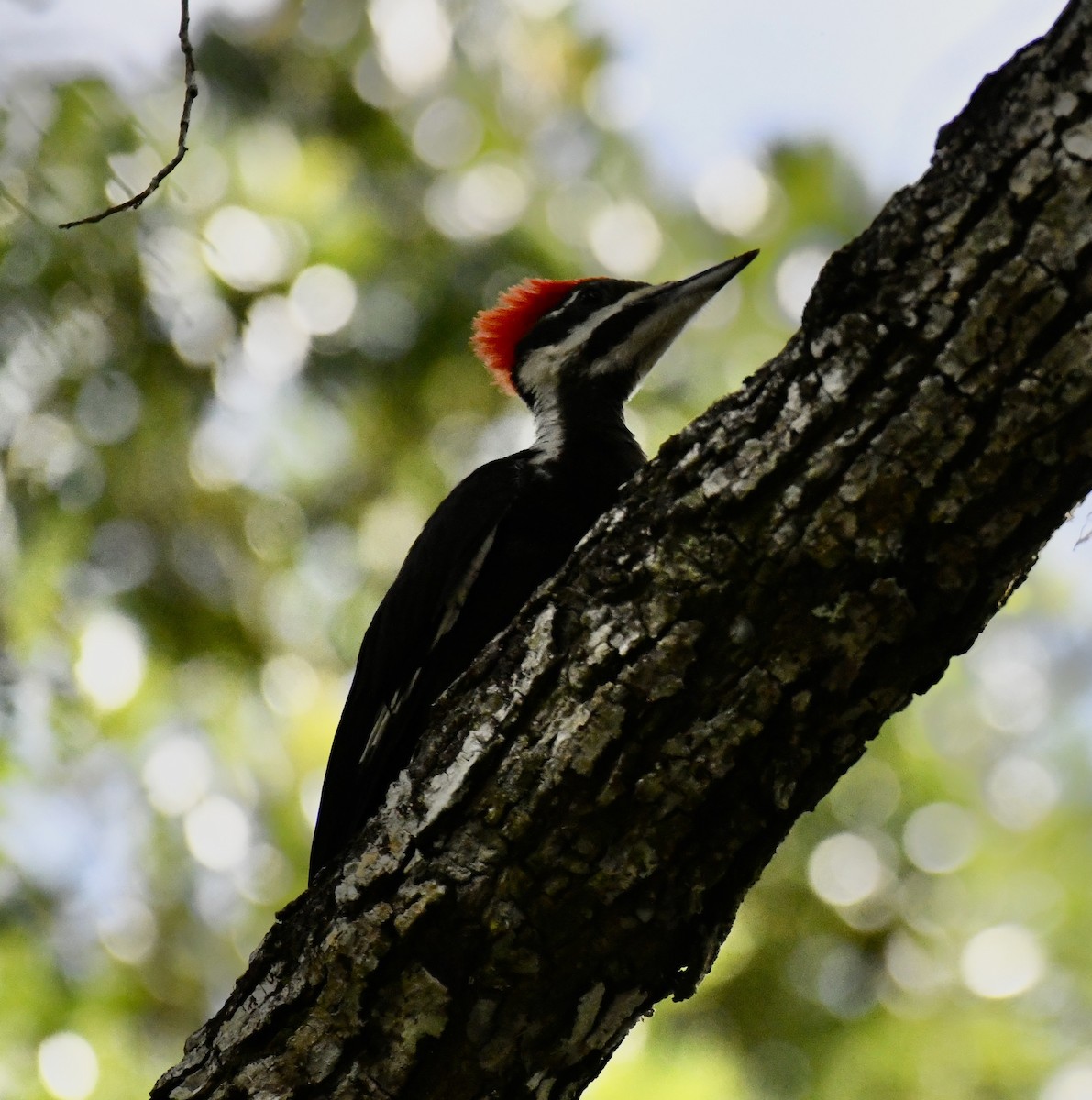 Pileated Woodpecker - ML619893193