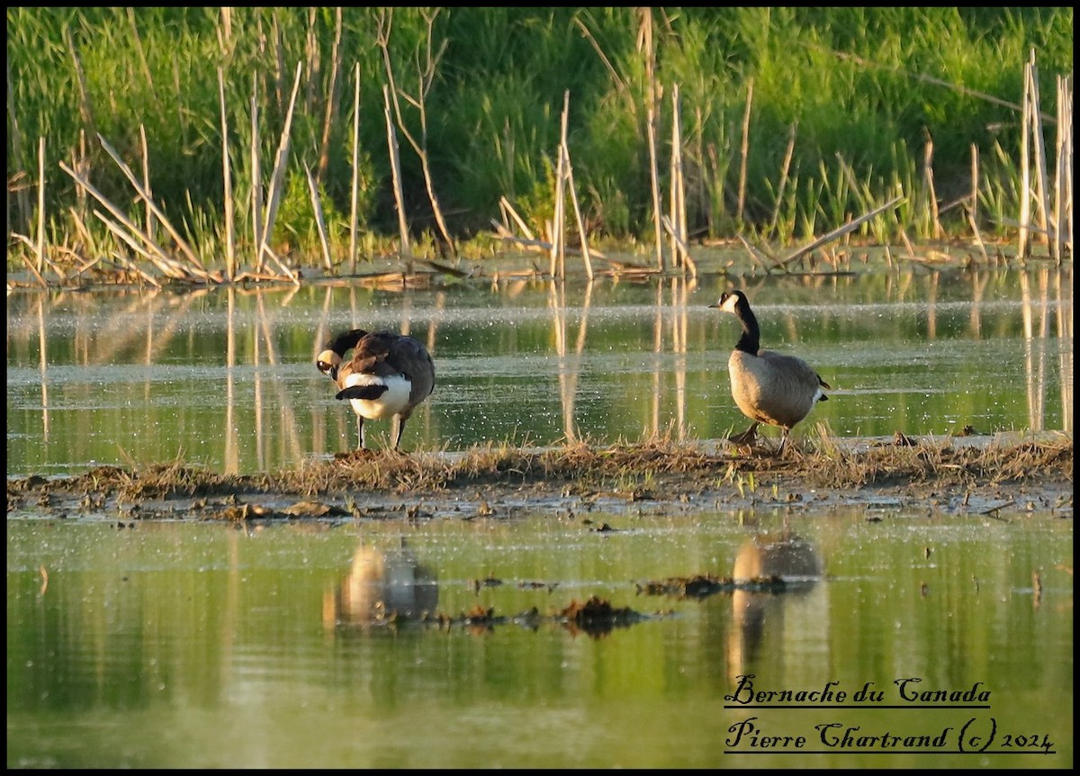 Canada Goose - ML619893199