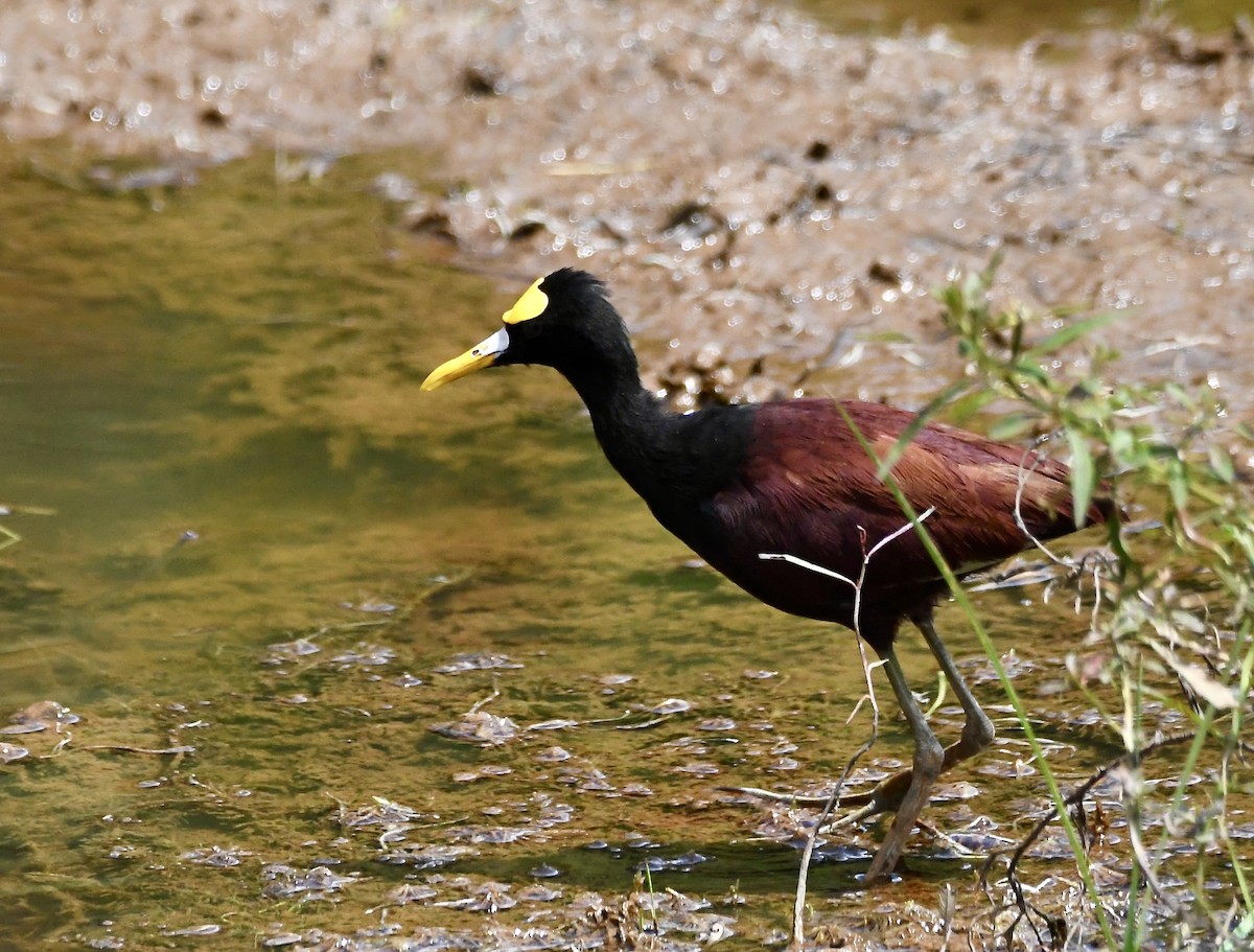 Northern Jacana - mark perry