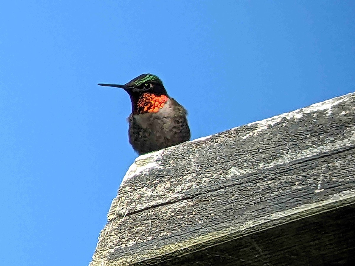 Ruby-throated Hummingbird - ML619893208