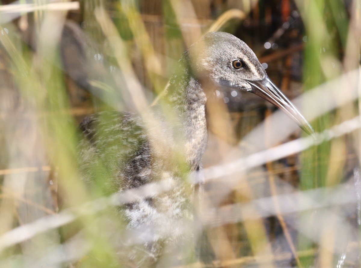 Clapper Rail - ML61989321