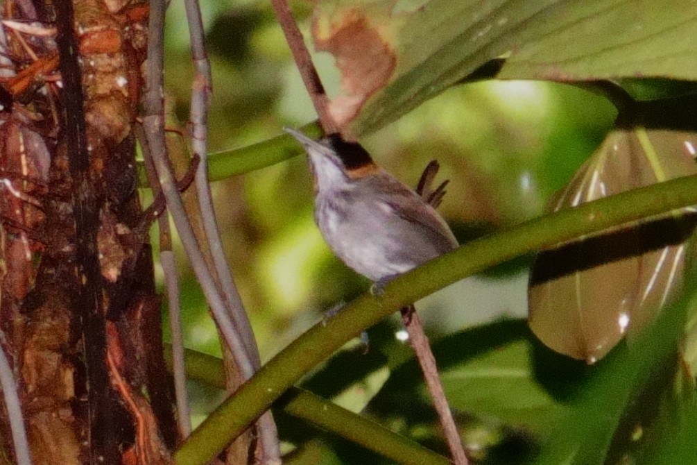 Tawny-faced Gnatwren - ML619893214