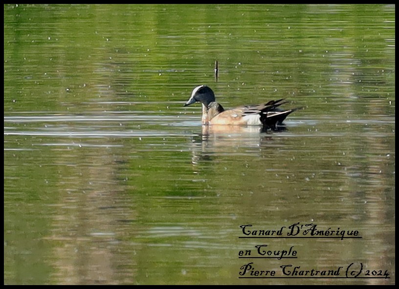 American Wigeon - ML619893215