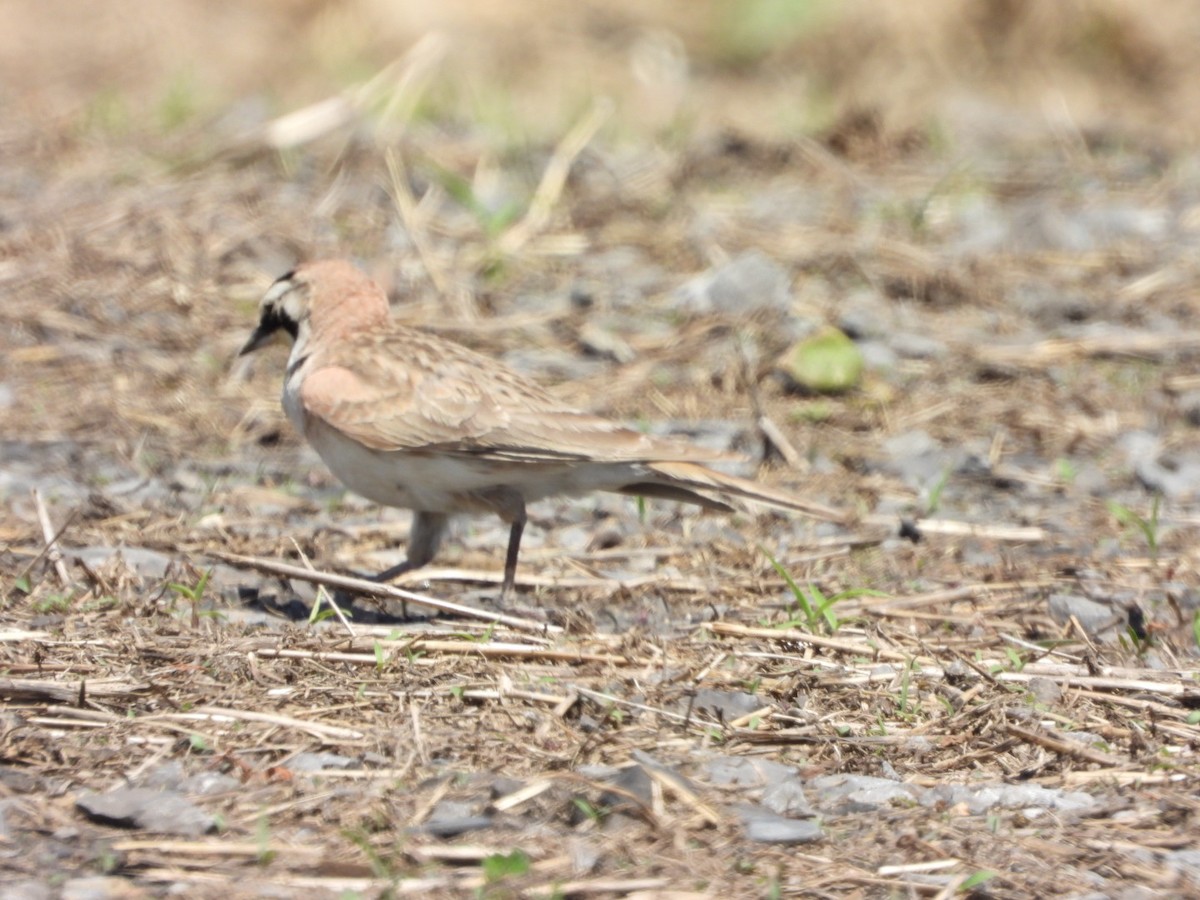 Horned Lark - ML619893223