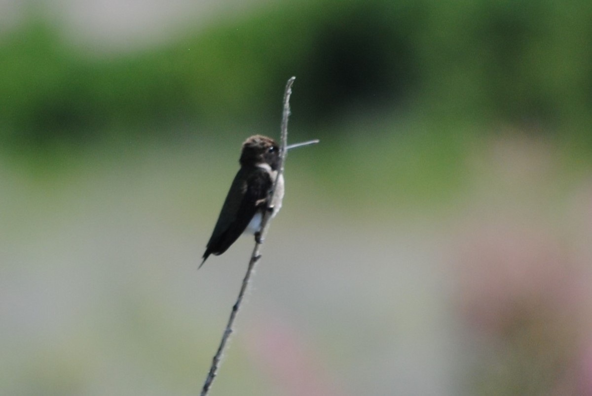 Black-chinned Hummingbird - Lydia Ross