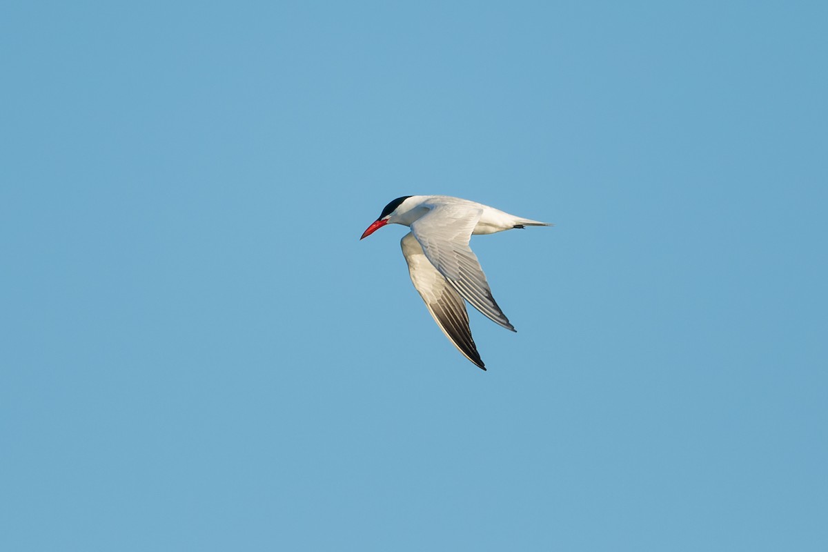 Caspian Tern - ML619893230