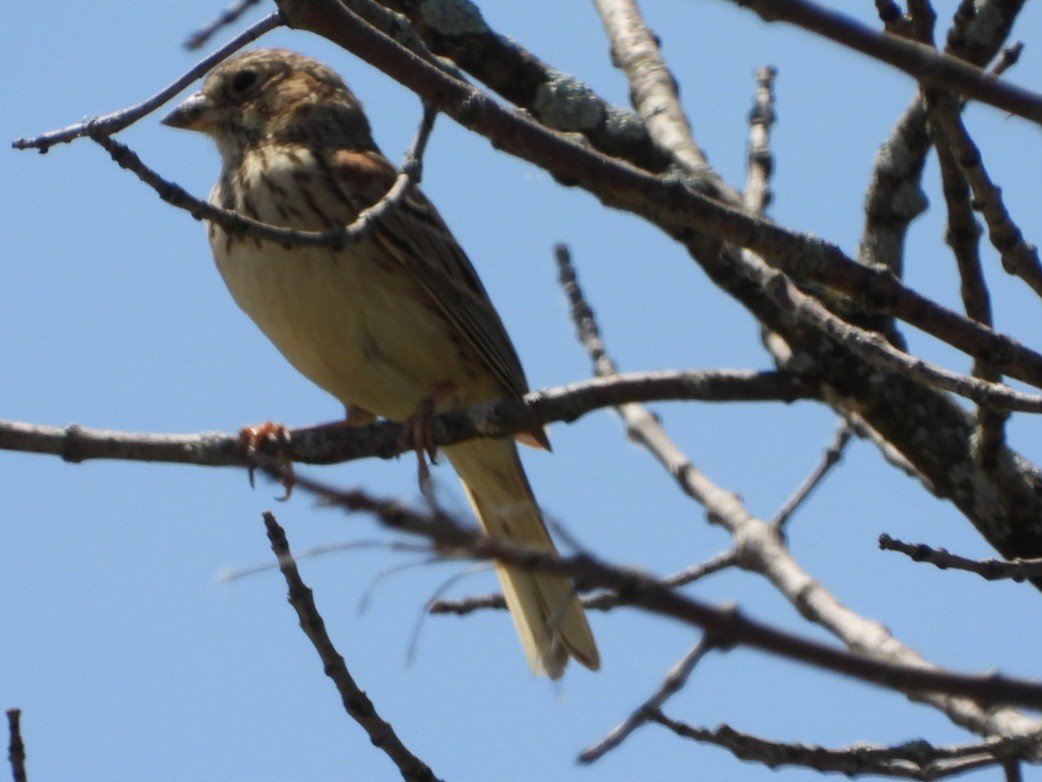 Vesper Sparrow - ML619893249