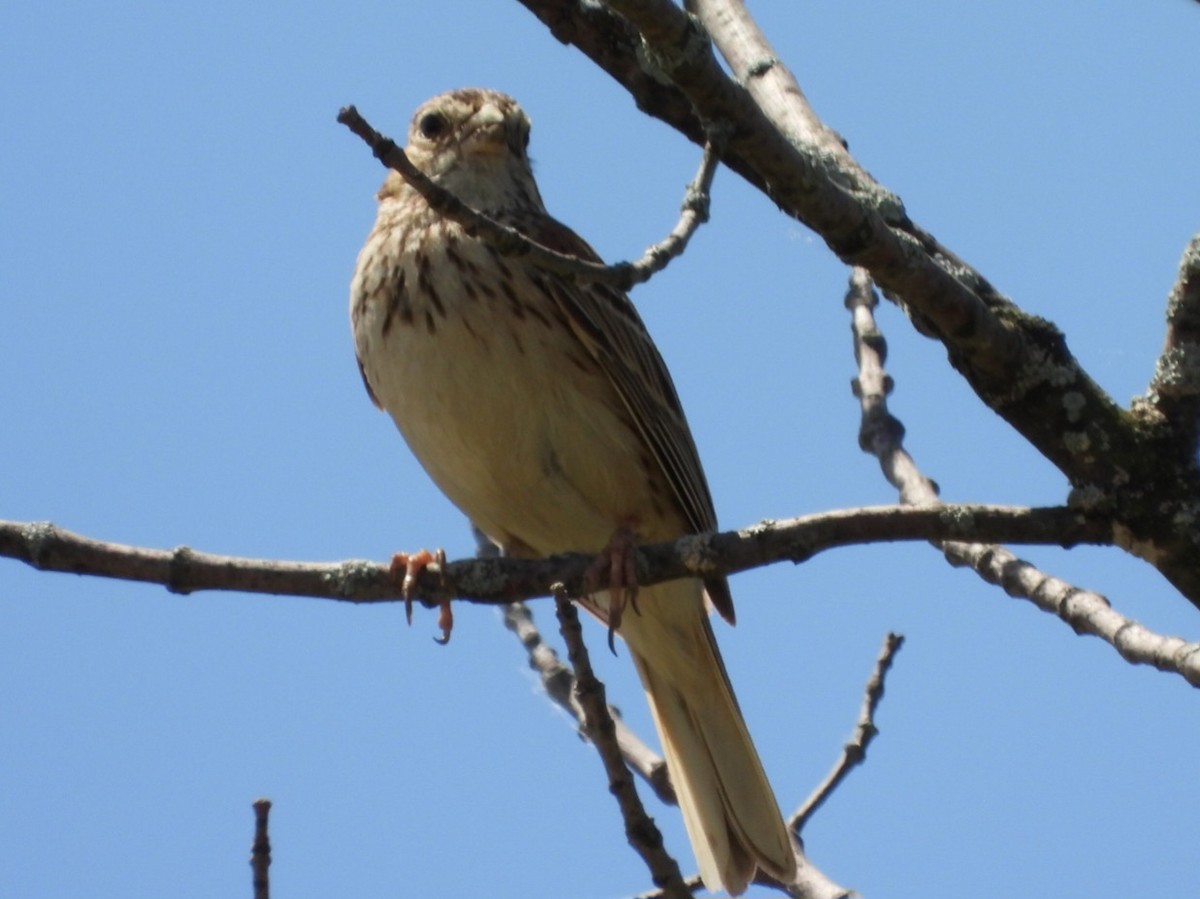 Vesper Sparrow - ML619893250