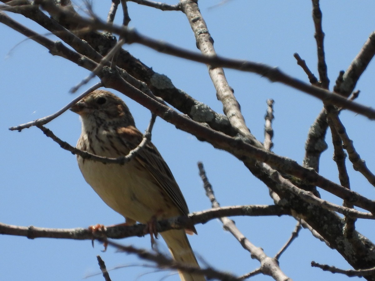 Vesper Sparrow - ML619893251