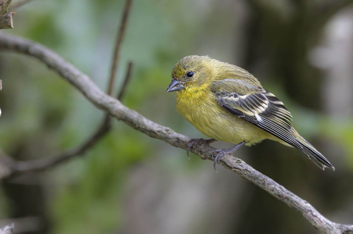 Lesser Goldfinch - ML619893253