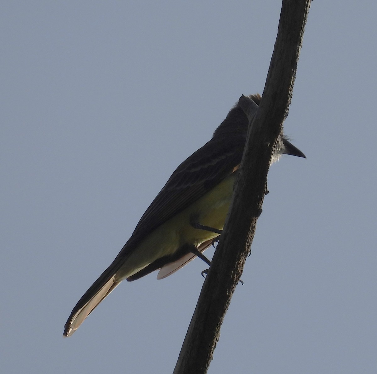 Great Crested Flycatcher - ML619893255