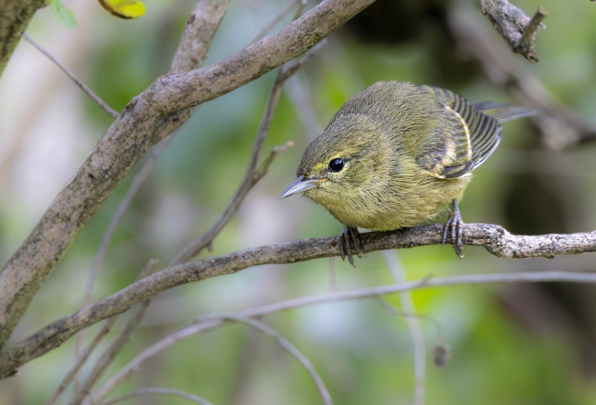 Orange-crowned Warbler - ML619893257