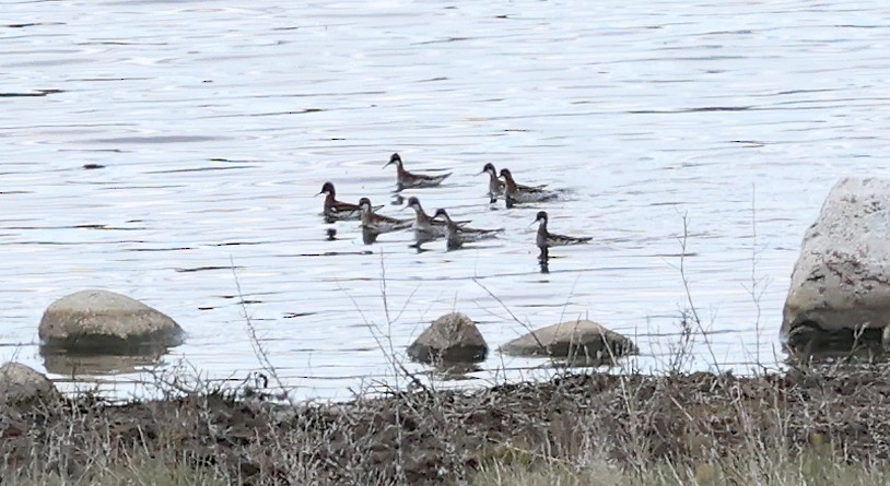 Phalarope de Wilson - ML619893258