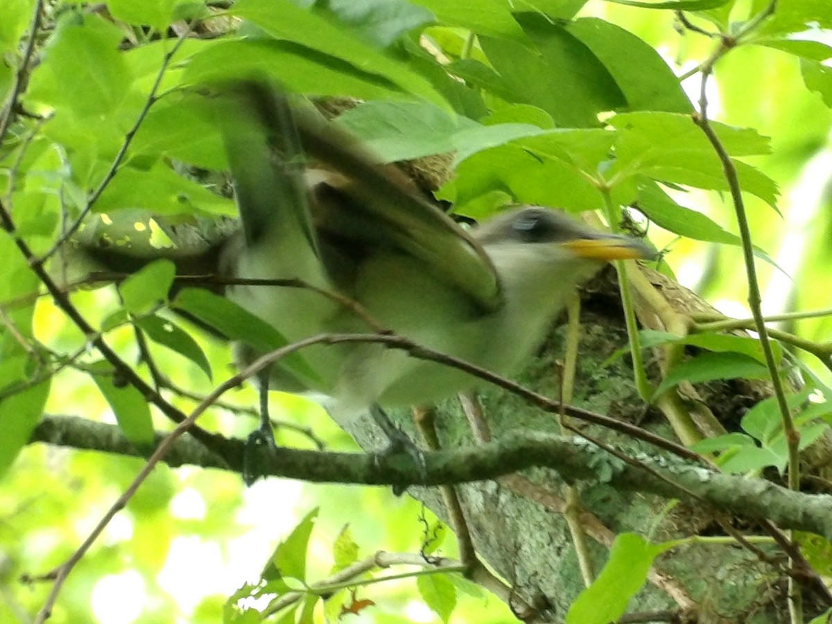 Yellow-billed Cuckoo - ML619893260