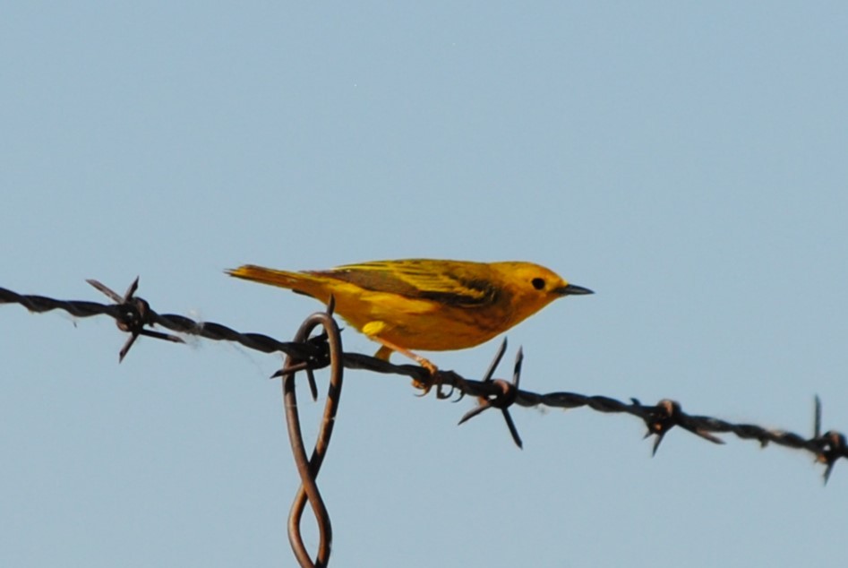 Paruline jaune - ML619893263