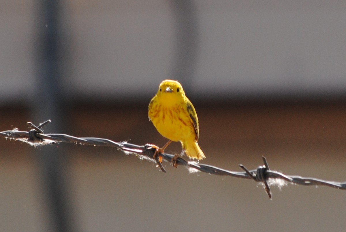 Yellow Warbler - ML619893264