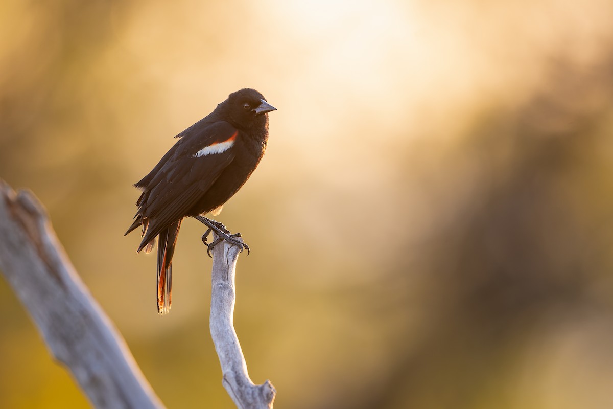 Red-winged Blackbird - ML619893284