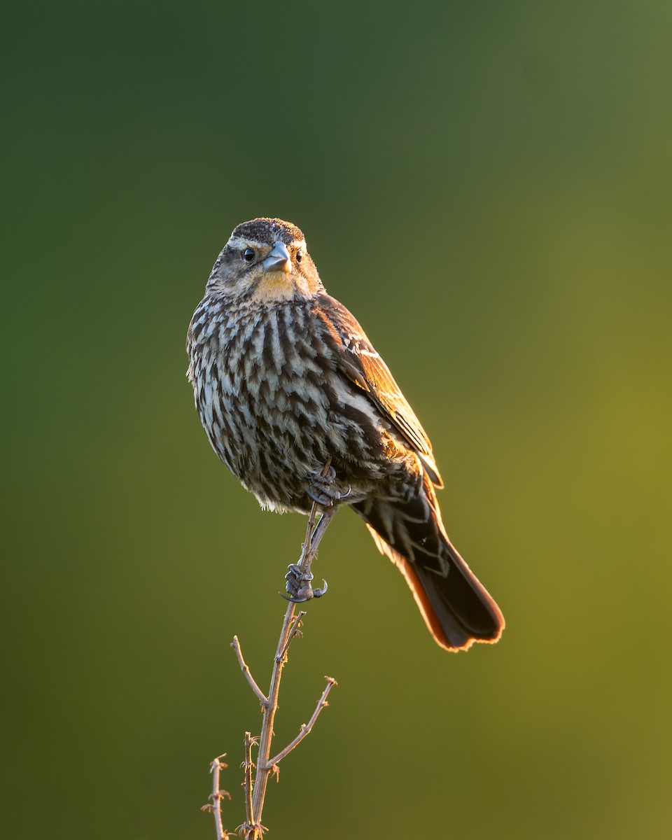 Red-winged Blackbird - ML619893285