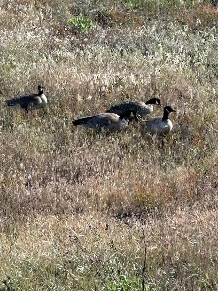 Cackling Goose (Aleutian) - ML619893331