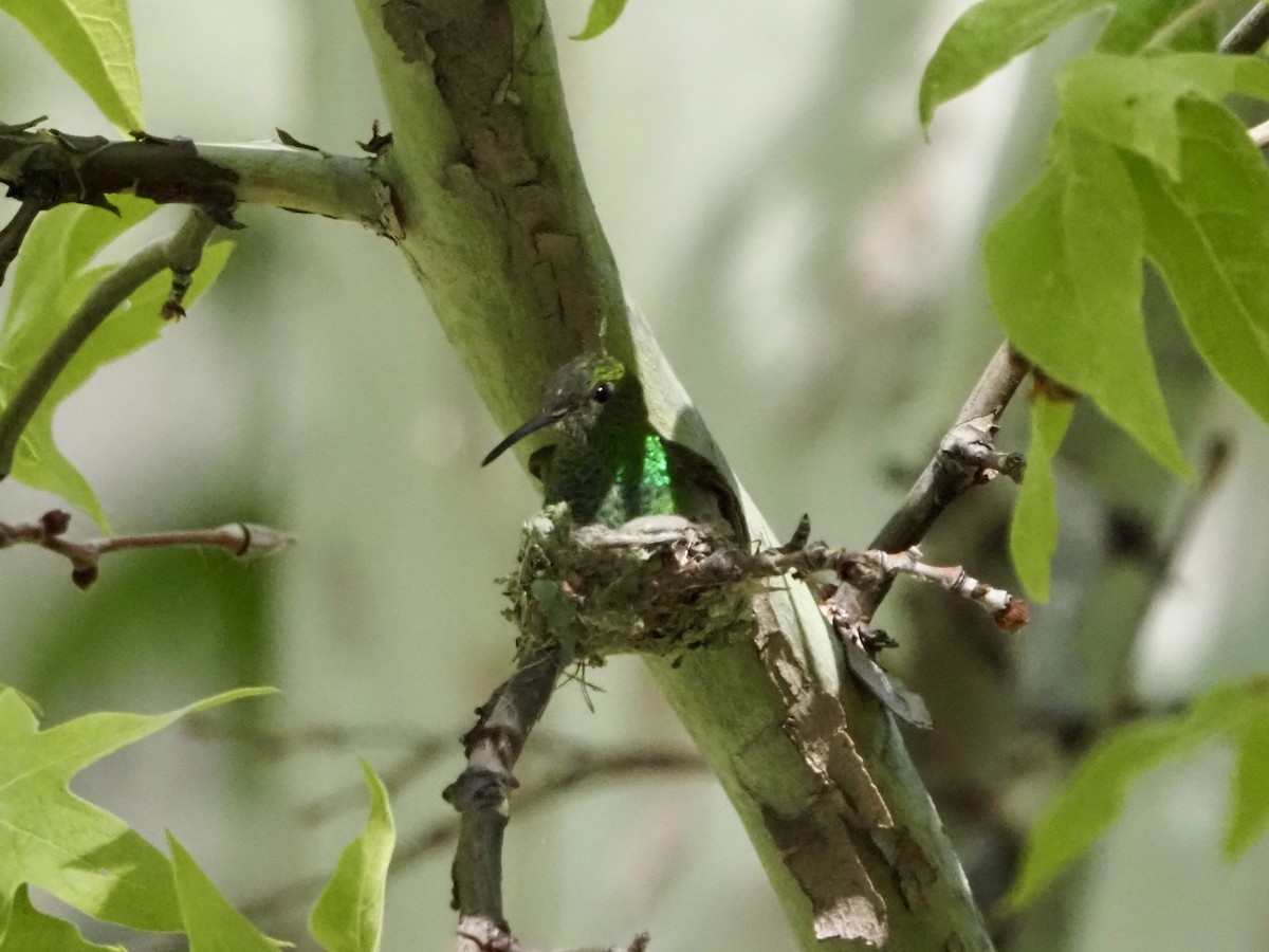 kolibřík mexický - ML619893336