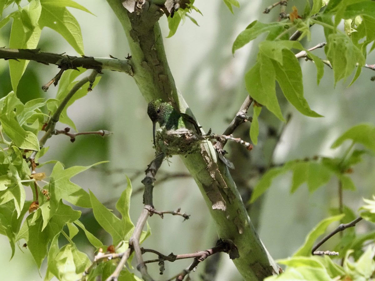 Berylline Hummingbird - ML619893338