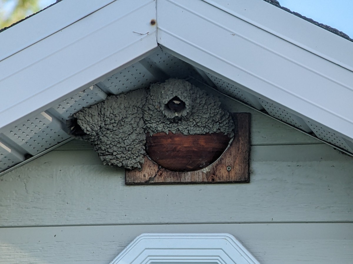 Cliff Swallow - ML619893362