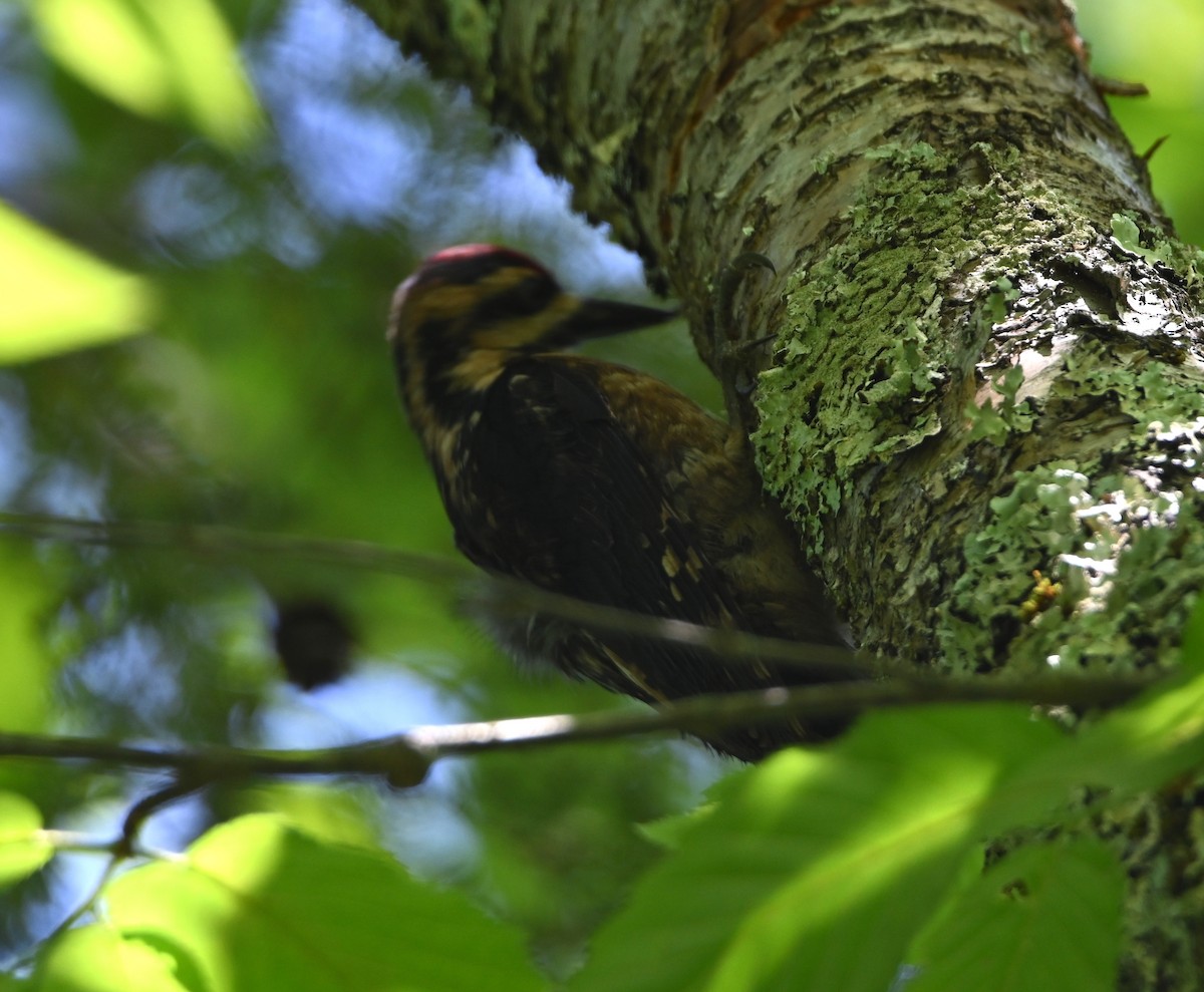 Yellow-bellied Sapsucker - ML619893366