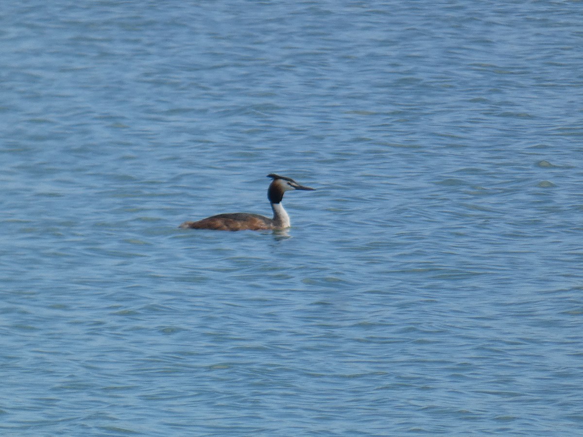 Great Crested Grebe - ML619893367