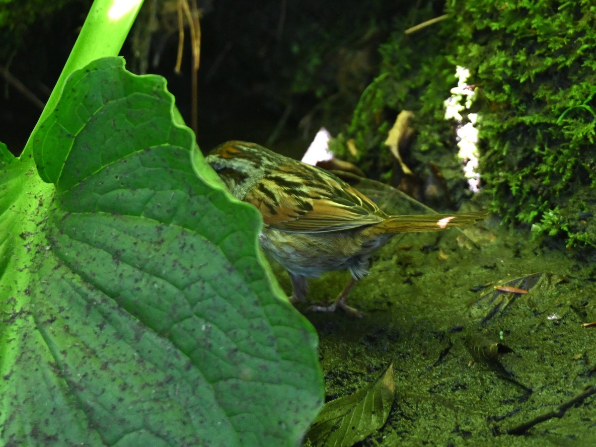 Swamp Sparrow - ML619893379