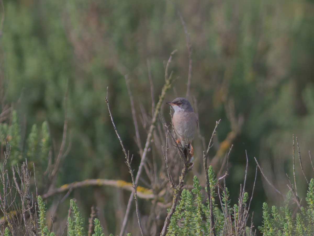 Spectacled Warbler - ML619893381