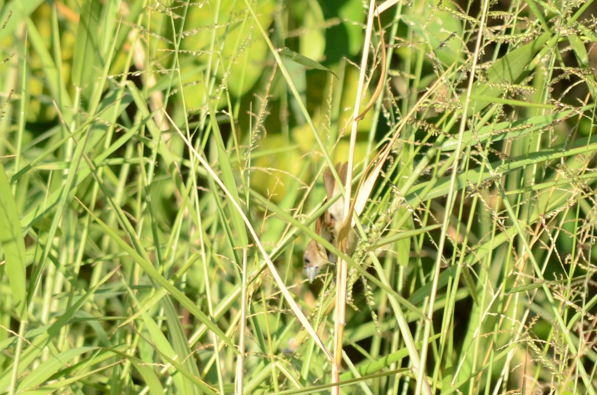 Tricolored Munia - ML619893395