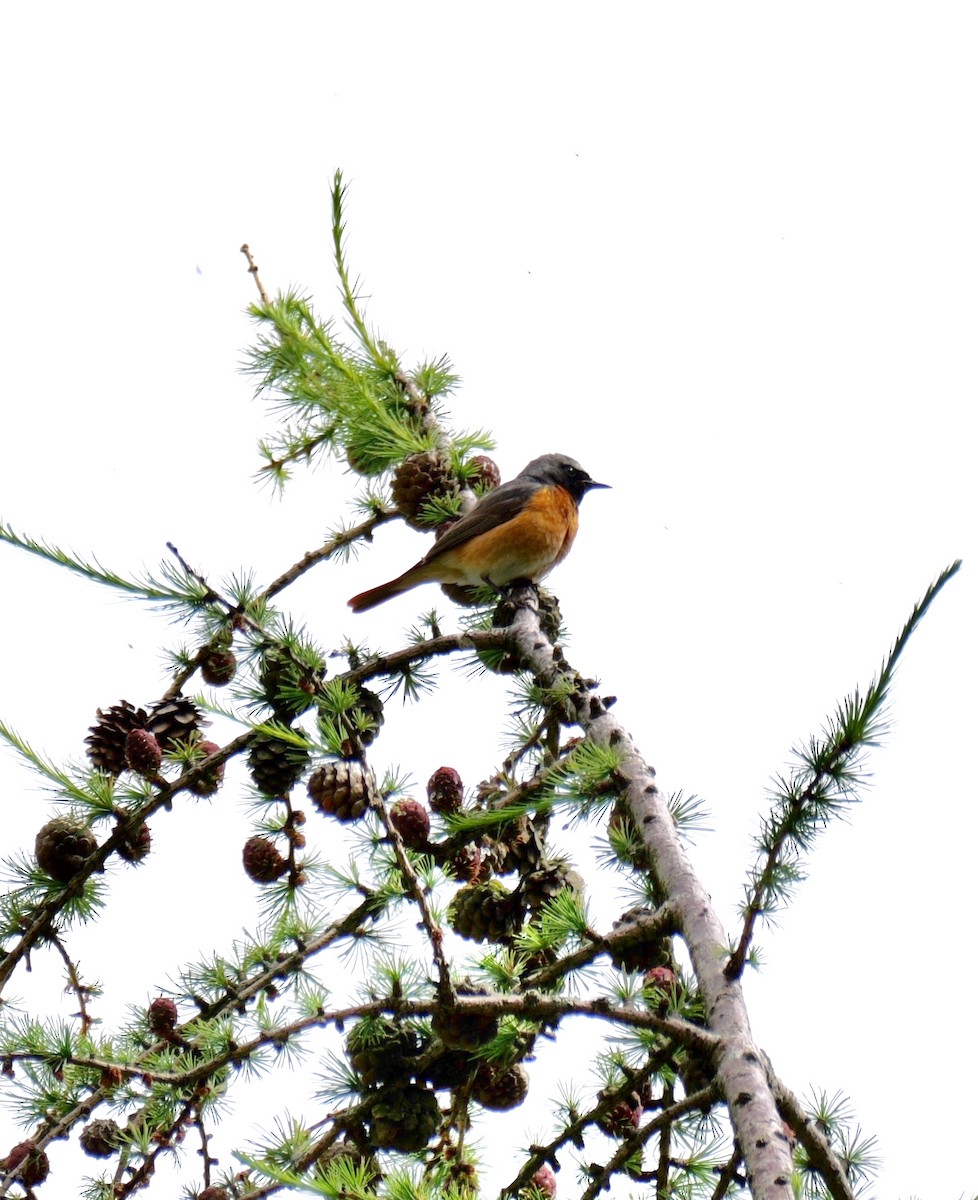 Common Redstart (Common) - ML619893434