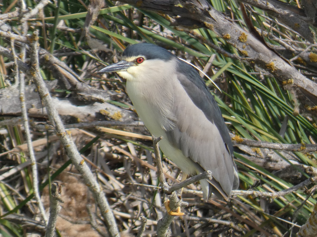 Black-crowned Night Heron - ML619893436