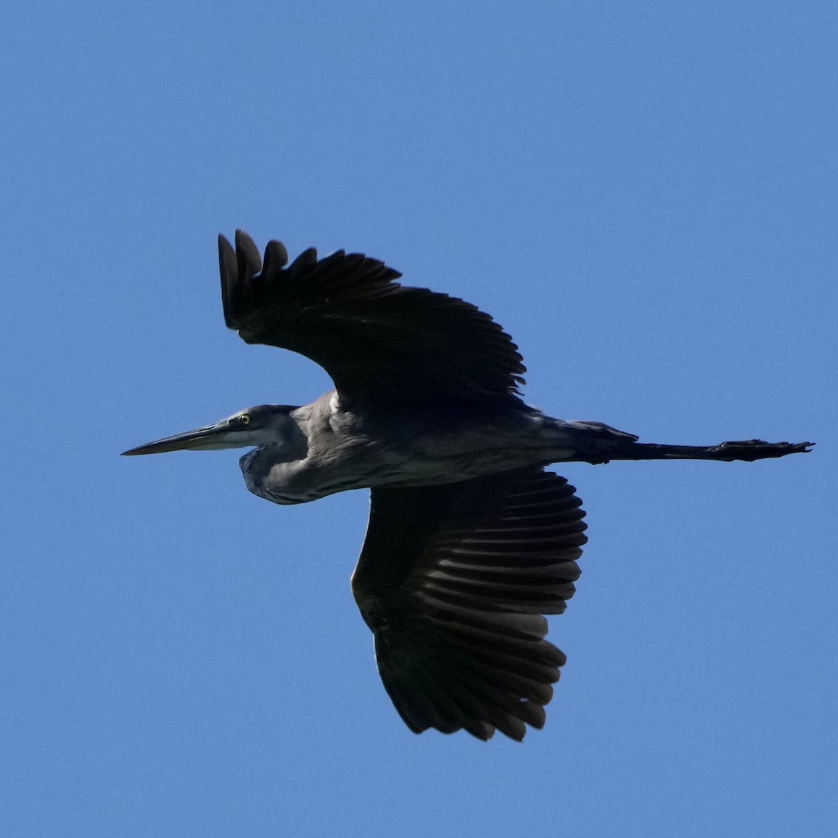 Great Blue Heron - ML619893437
