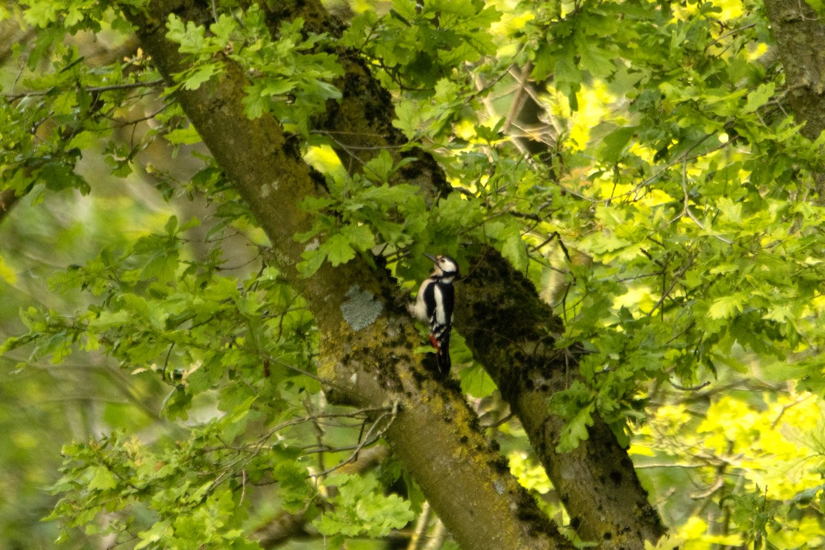 Great Spotted Woodpecker - ML619893439