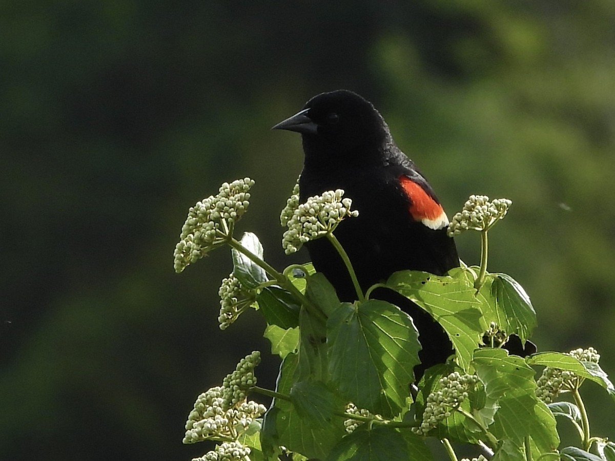 Red-winged Blackbird - ML619893440