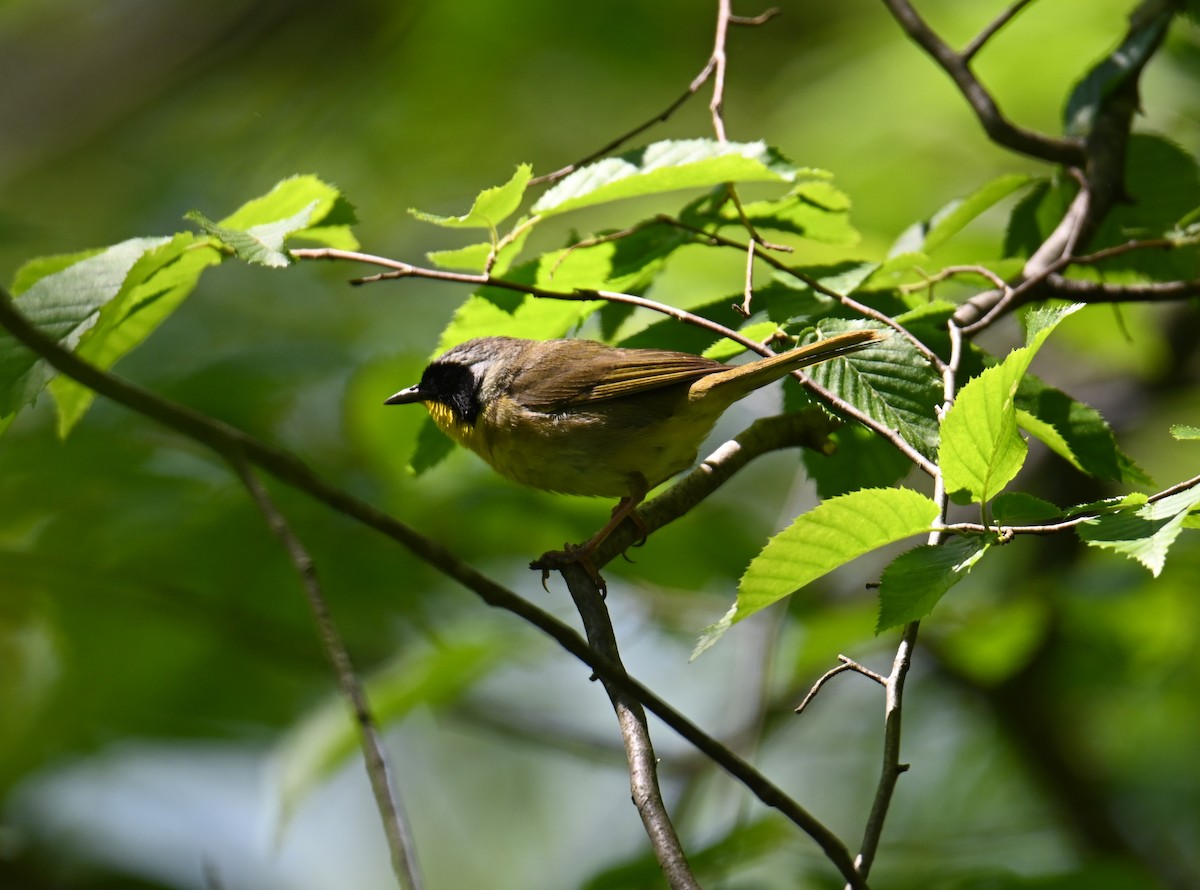 Weidengelbkehlchen - ML619893444