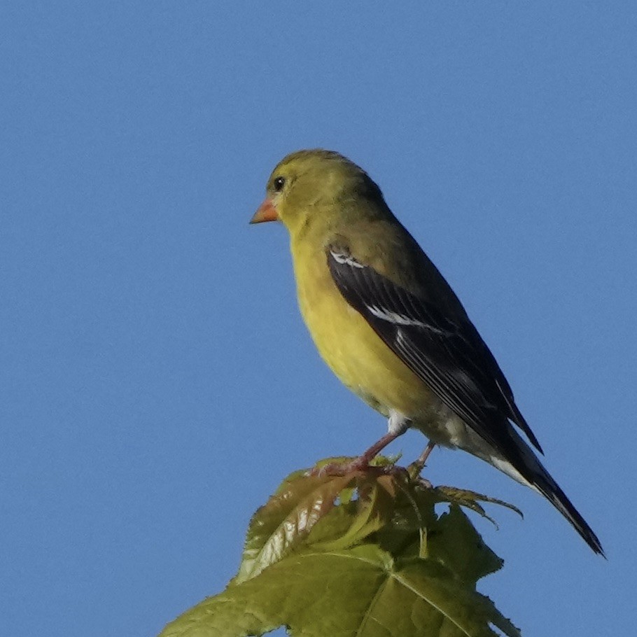 American Goldfinch - ML619893446