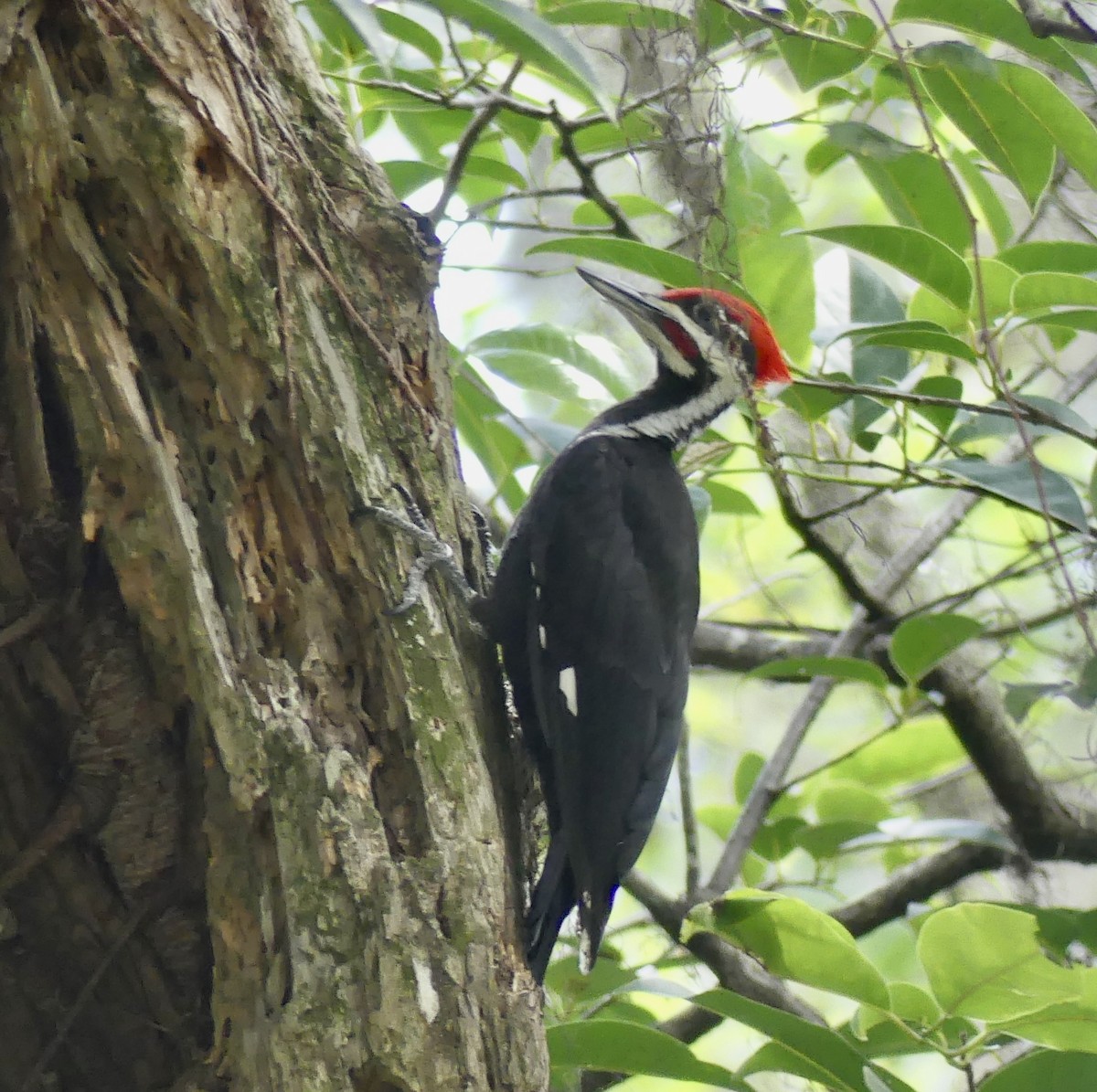Pileated Woodpecker - ML619893460