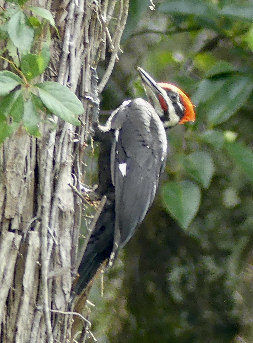 Pileated Woodpecker - ML619893461