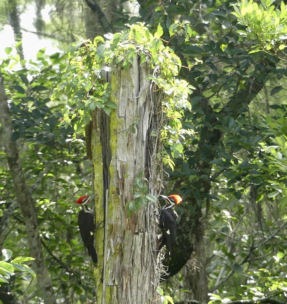 Pileated Woodpecker - ML619893466