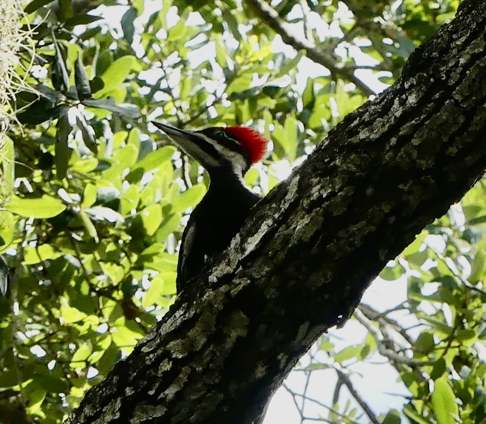 Pileated Woodpecker - ML619893469