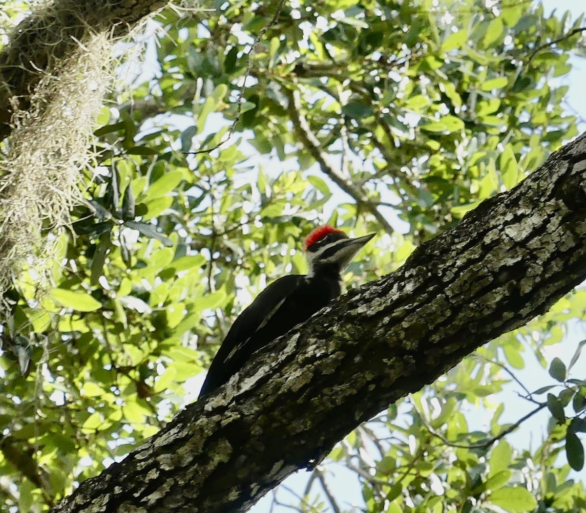 Pileated Woodpecker - ML619893471