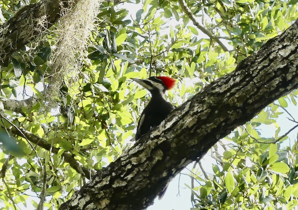Pileated Woodpecker - ML619893472