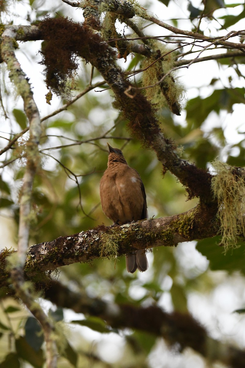 Mountain Thrush - ML619893476