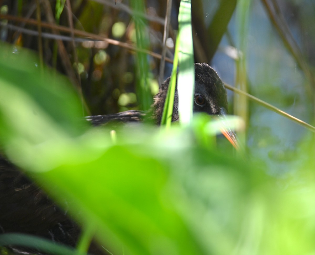 Virginia Rail (Virginia) - ML619893479