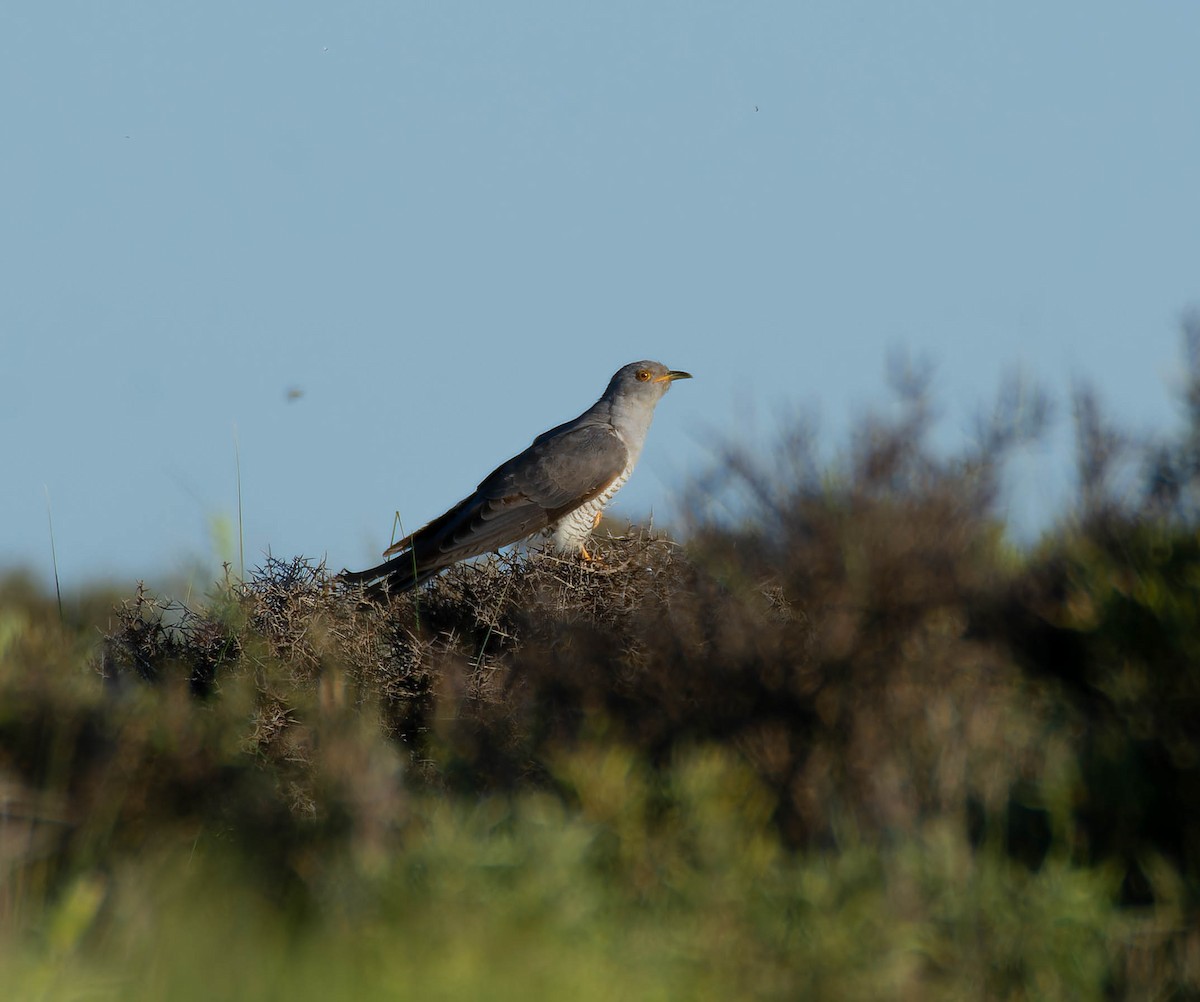 Common Cuckoo - ML619893481